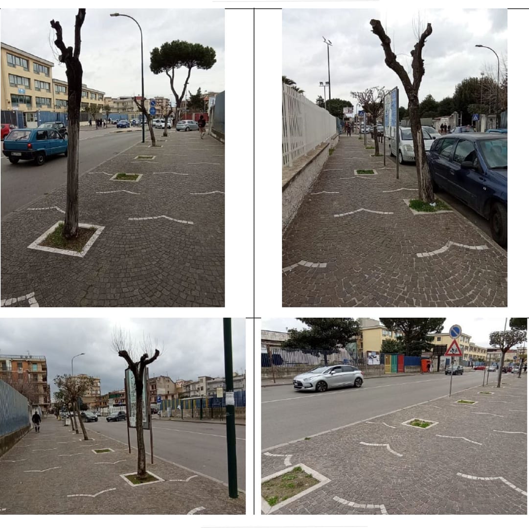 Piantumazione di 148 alberi, ma si dimenticano gli alberi?
