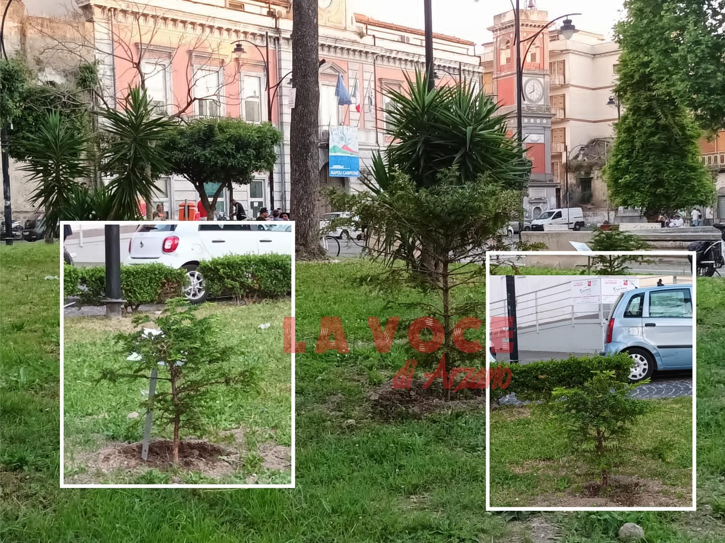 Piazza Cimmino, torna una storica pianta della vecchia agorà
