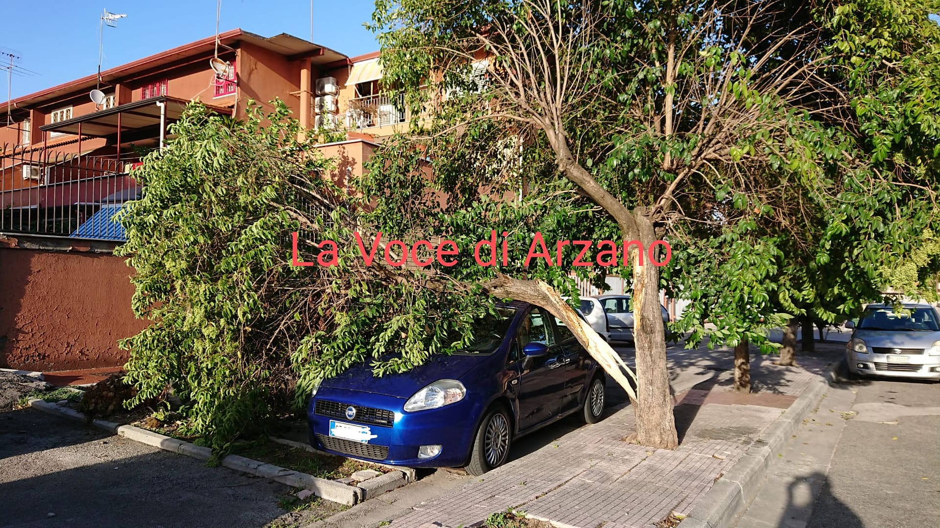 Un altro albero caduto
