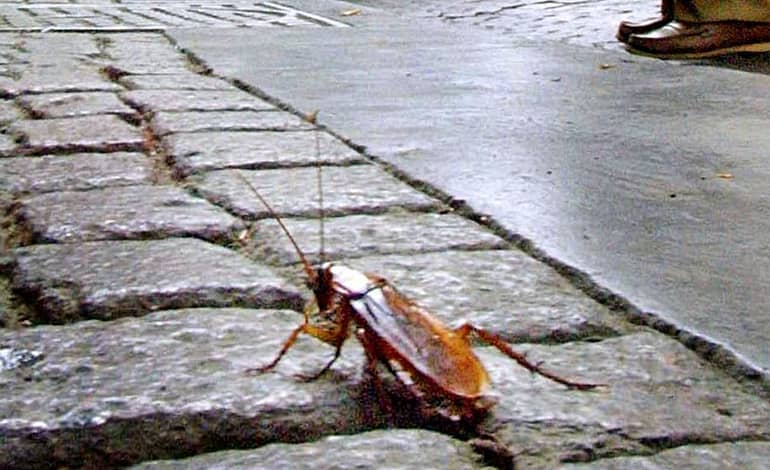 BLATTE E SVERSAMENTO INGOMBRANTI È UNA STORIA INFINITA