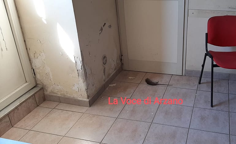 Pantegana entra in ufficio nel centro città
