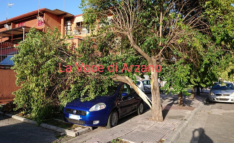 Un altro albero caduto