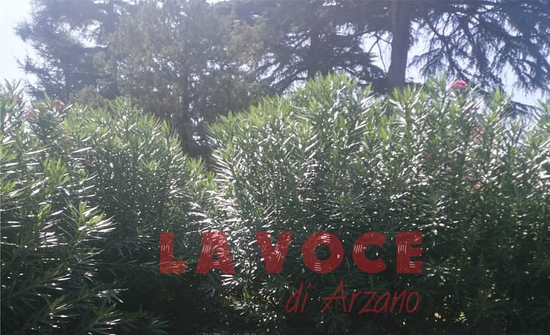 Piazza Marconi, dentro le siepi succede di tutto