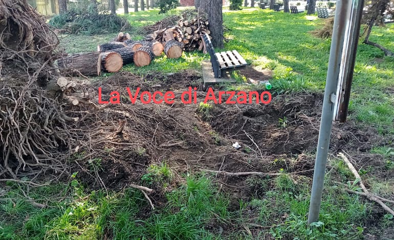 Villa comunale, abbattuto albero di grosse dimensioni