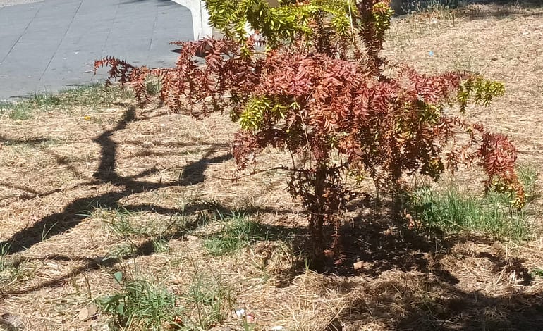 Stanno morendo gli esemplari di Araucaria in piazza Cimmino